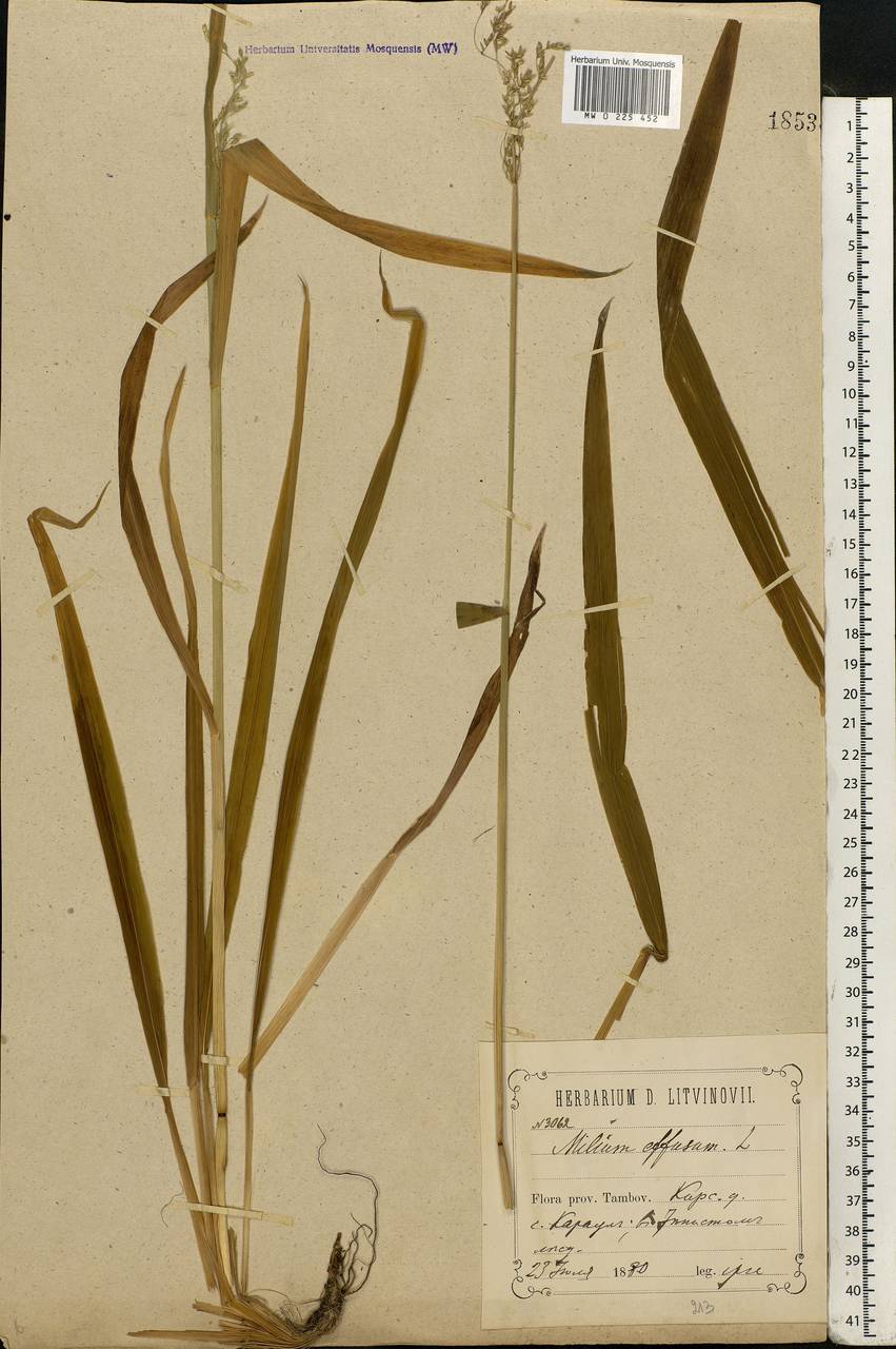 Milium effusum L., Eastern Europe, Central forest-and-steppe region (E6) (Russia)