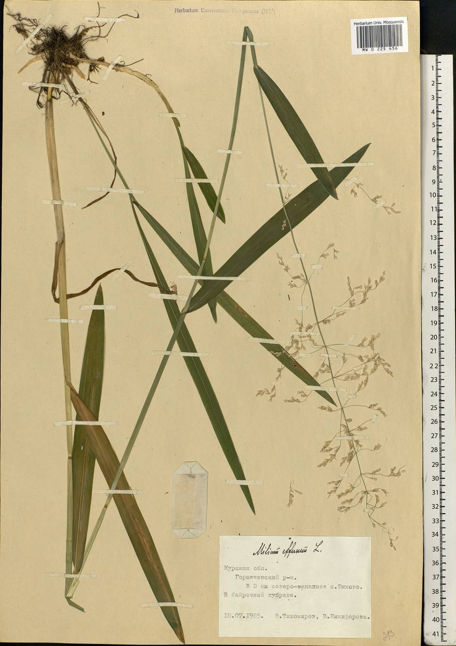 Milium effusum L., Eastern Europe, Central forest-and-steppe region (E6) (Russia)