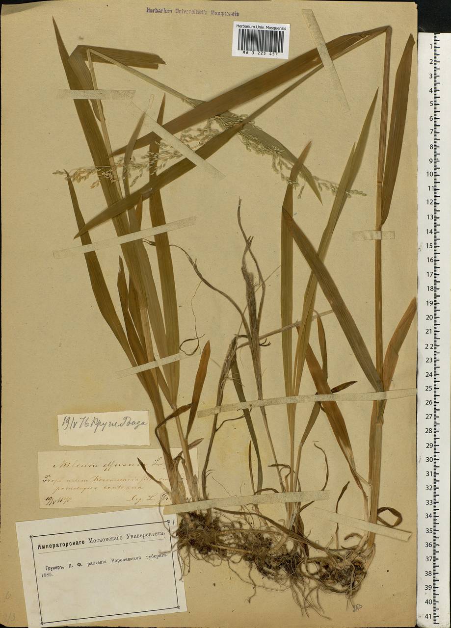 Milium effusum L., Eastern Europe, Central forest-and-steppe region (E6) (Russia)