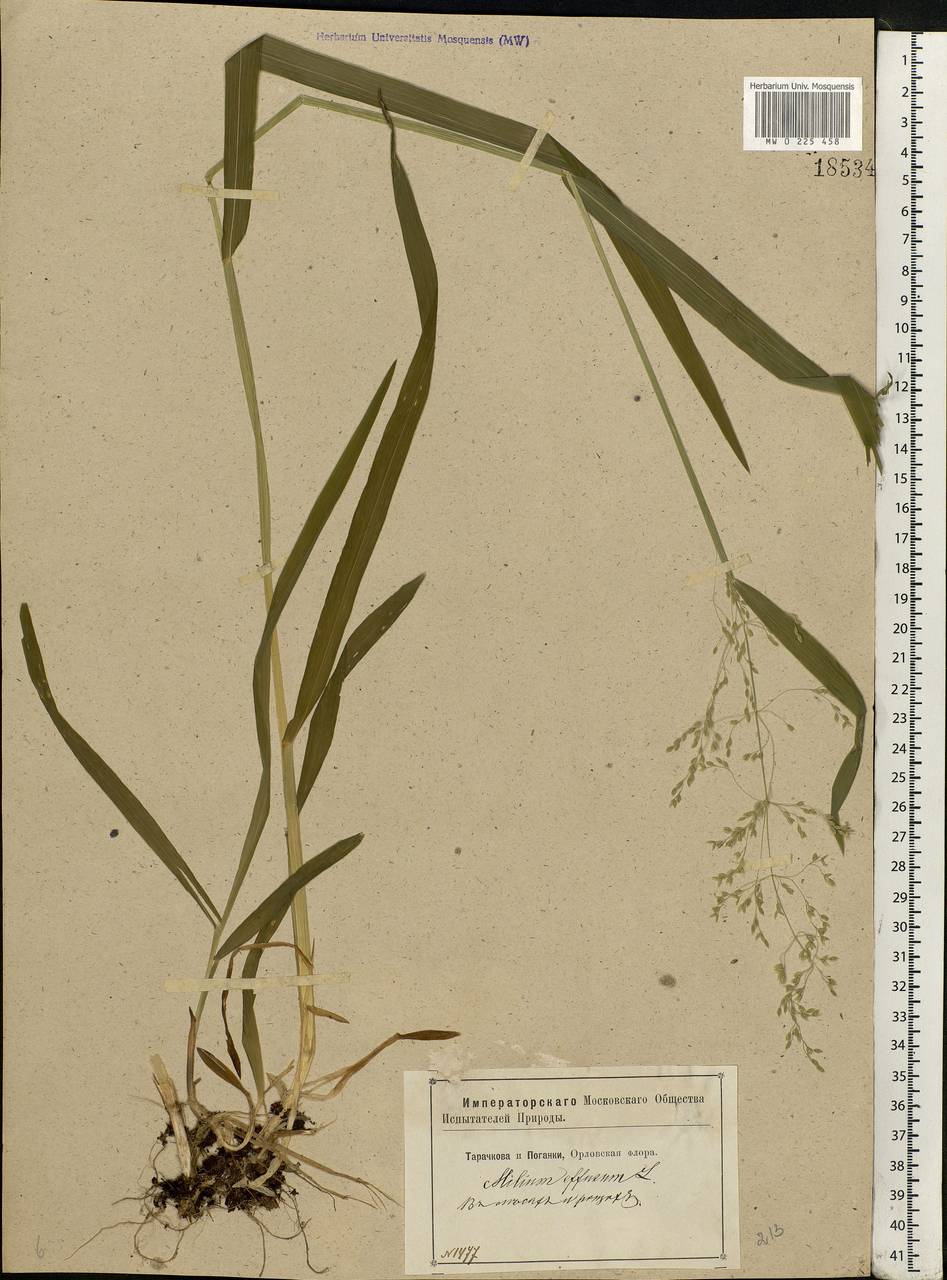 Milium effusum L., Eastern Europe, Central forest-and-steppe region (E6) (Russia)