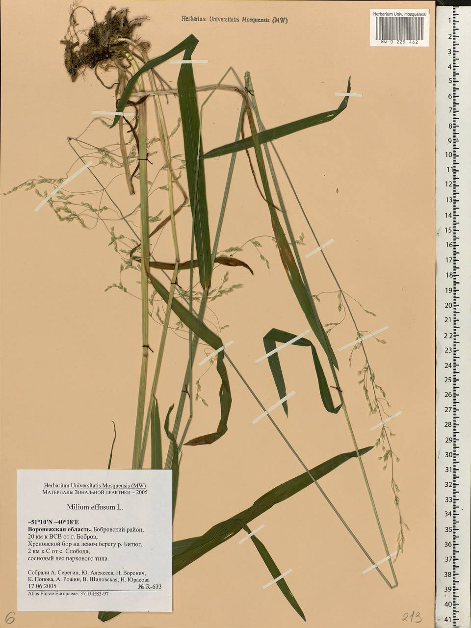 Milium effusum L., Eastern Europe, Central forest-and-steppe region (E6) (Russia)