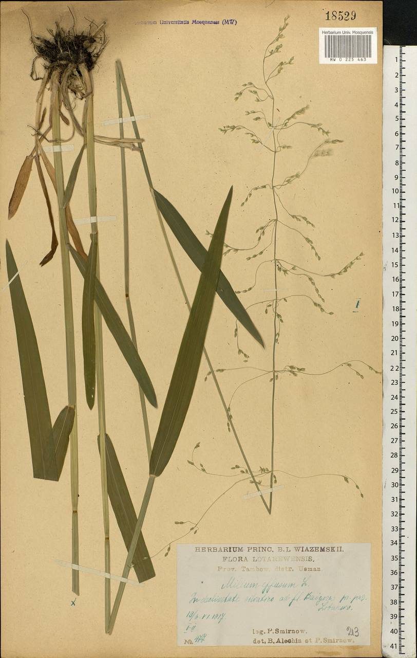 Milium effusum L., Eastern Europe, Central forest-and-steppe region (E6) (Russia)