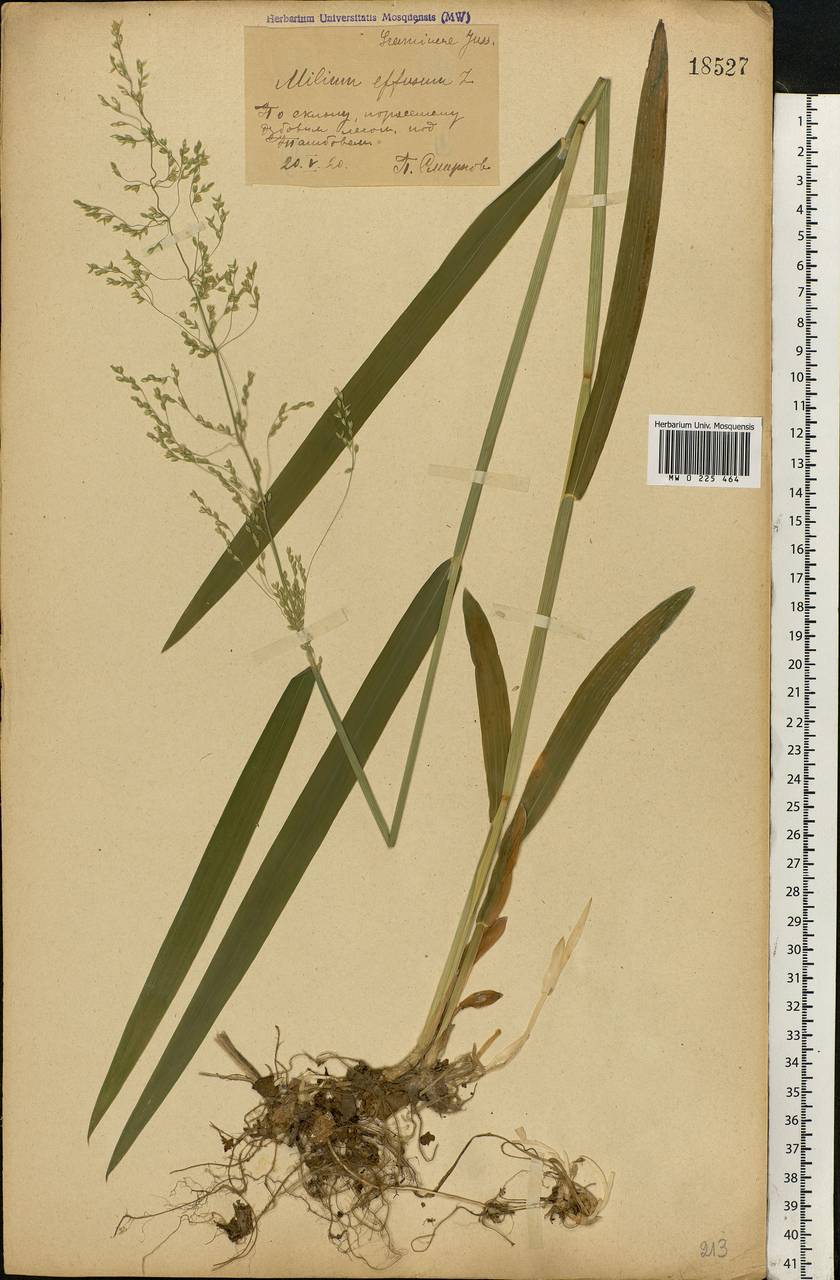 Milium effusum L., Eastern Europe, Central forest-and-steppe region (E6) (Russia)