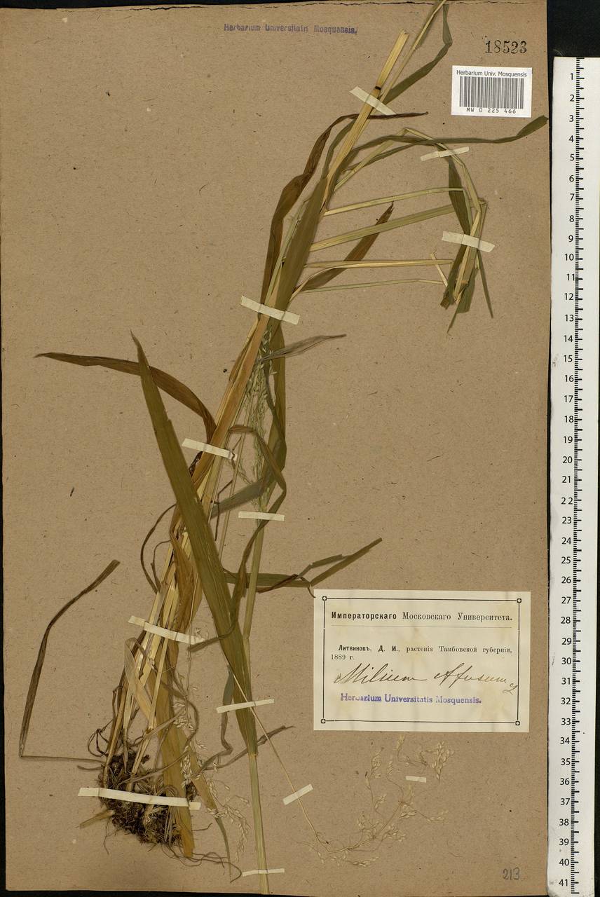 Milium effusum L., Eastern Europe, Central forest-and-steppe region (E6) (Russia)