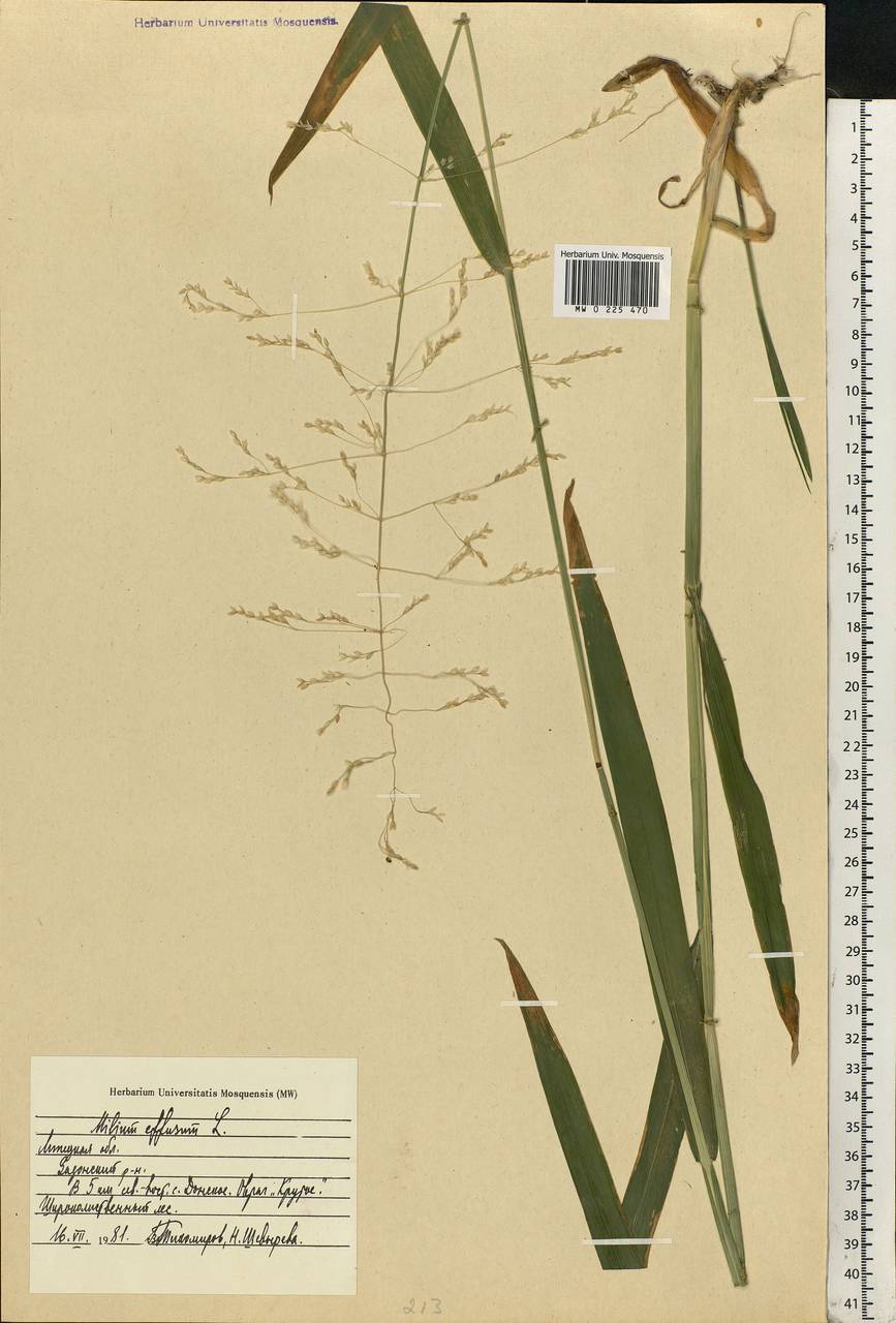 Milium effusum L., Eastern Europe, Central forest-and-steppe region (E6) (Russia)