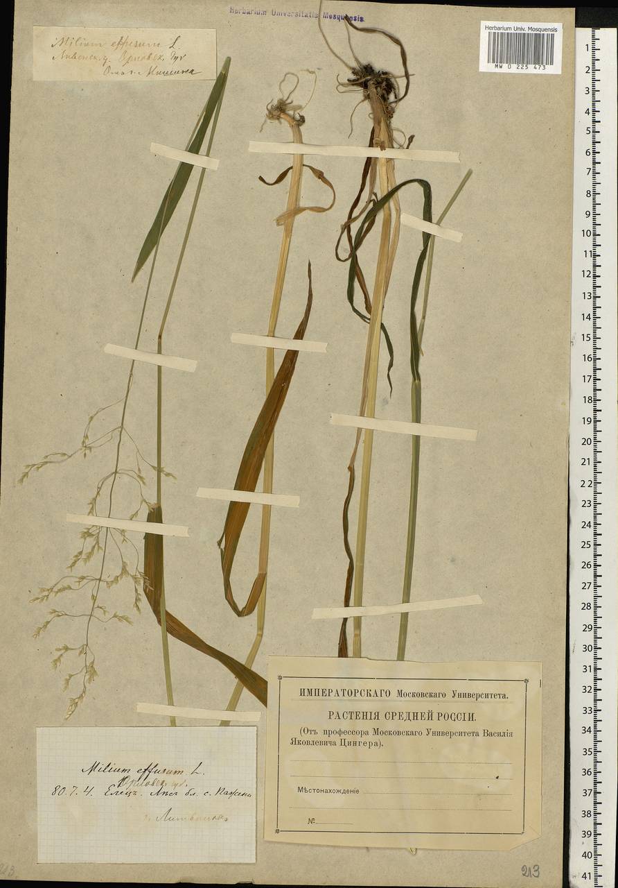 Milium effusum L., Eastern Europe, Central forest-and-steppe region (E6) (Russia)