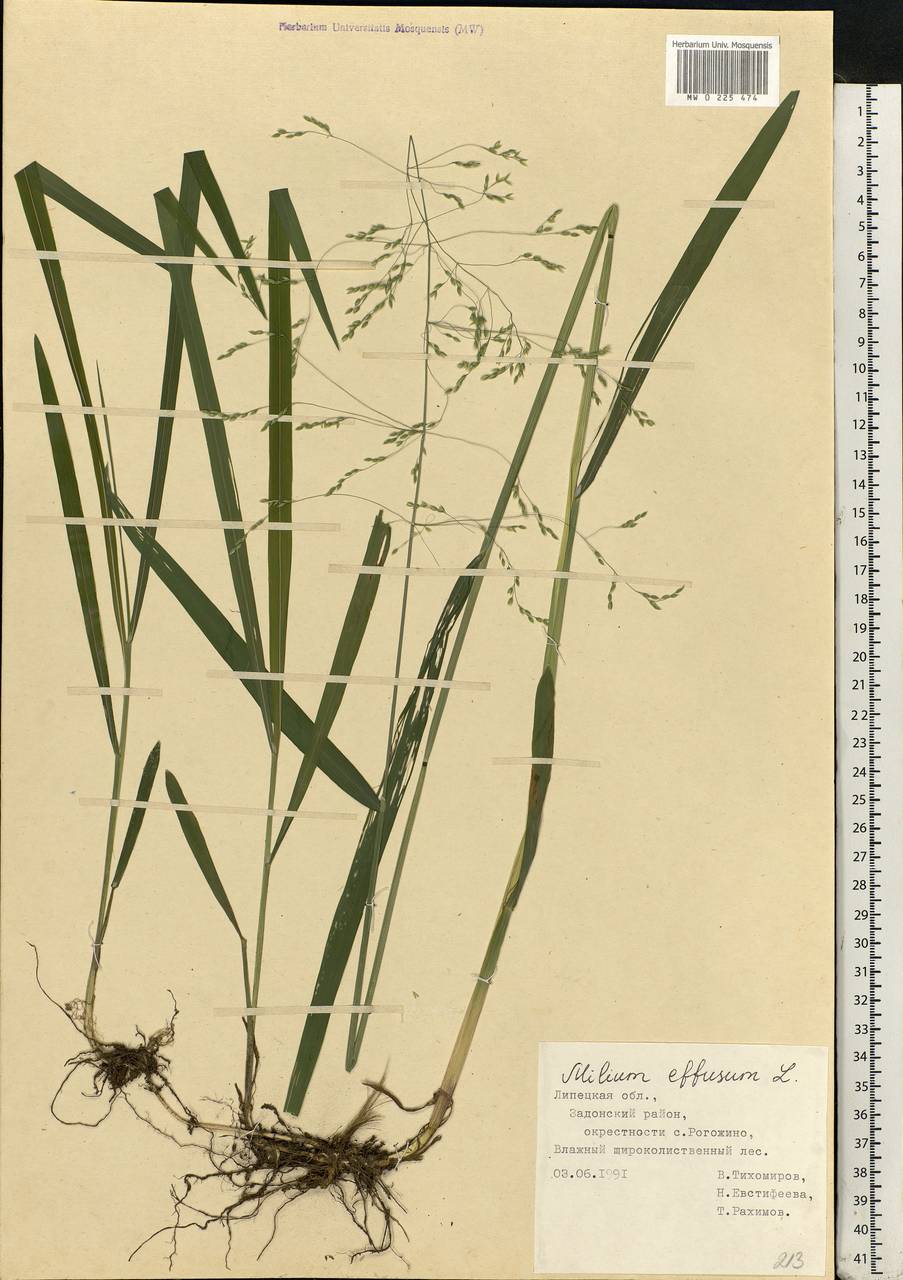 Milium effusum L., Eastern Europe, Central forest-and-steppe region (E6) (Russia)