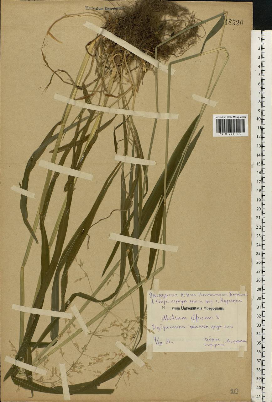 Milium effusum L., Eastern Europe, Central forest-and-steppe region (E6) (Russia)