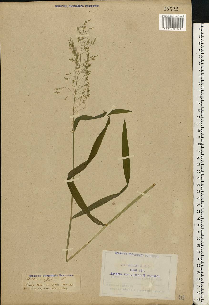 Milium effusum L., Eastern Europe, Central forest-and-steppe region (E6) (Russia)