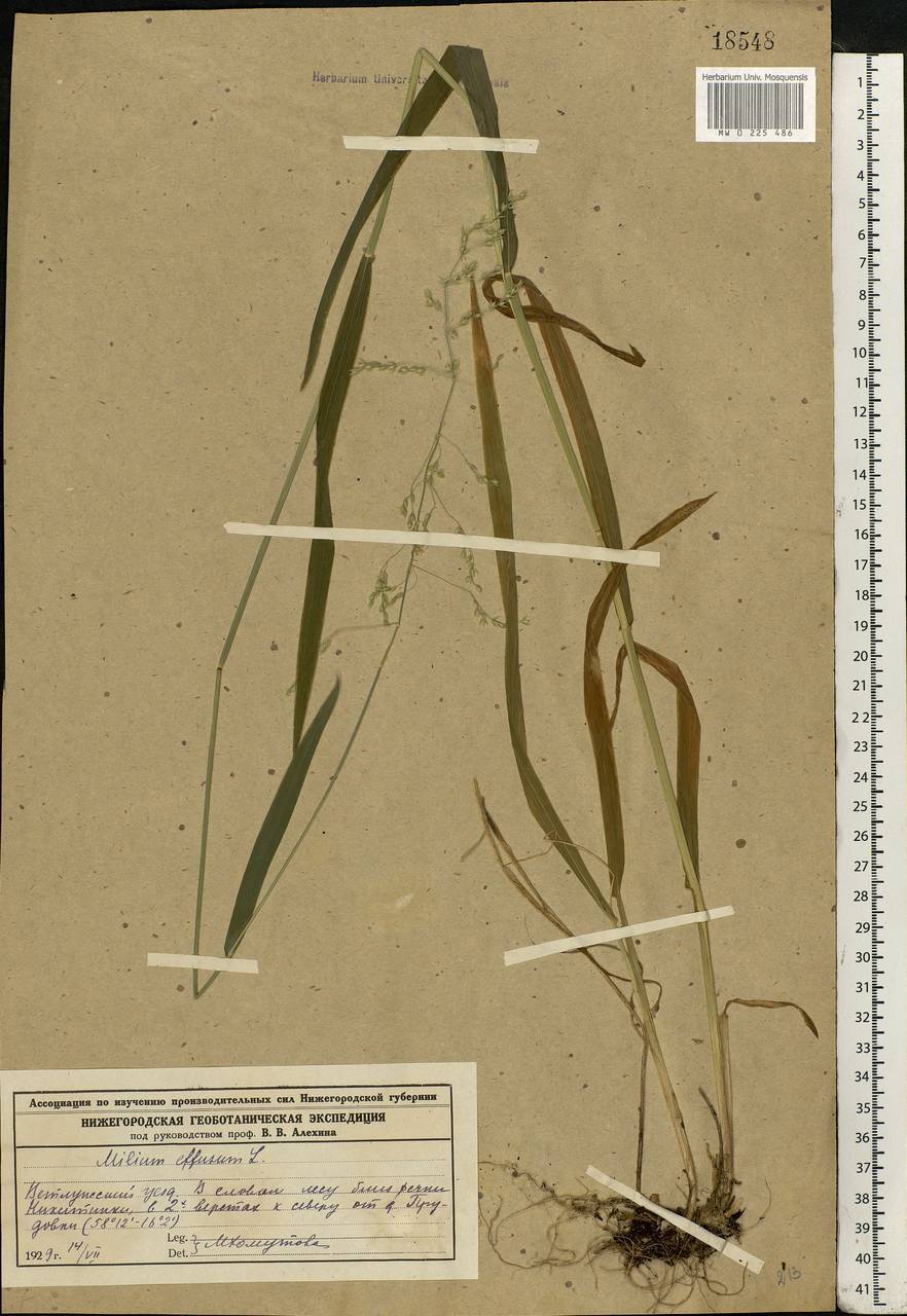 Milium effusum L., Eastern Europe, Volga-Kama region (E7) (Russia)