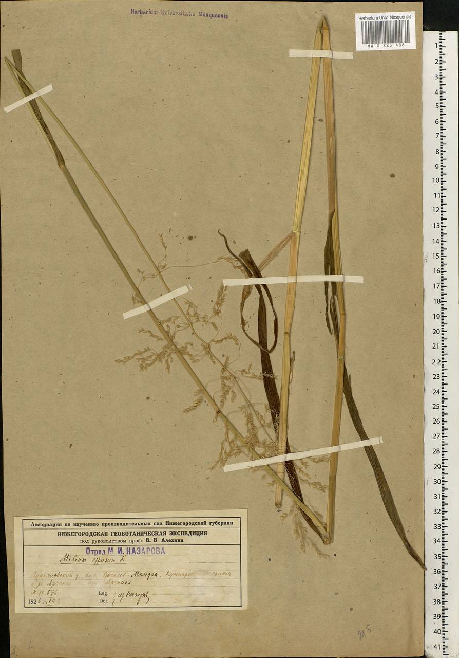 Milium effusum L., Eastern Europe, Volga-Kama region (E7) (Russia)