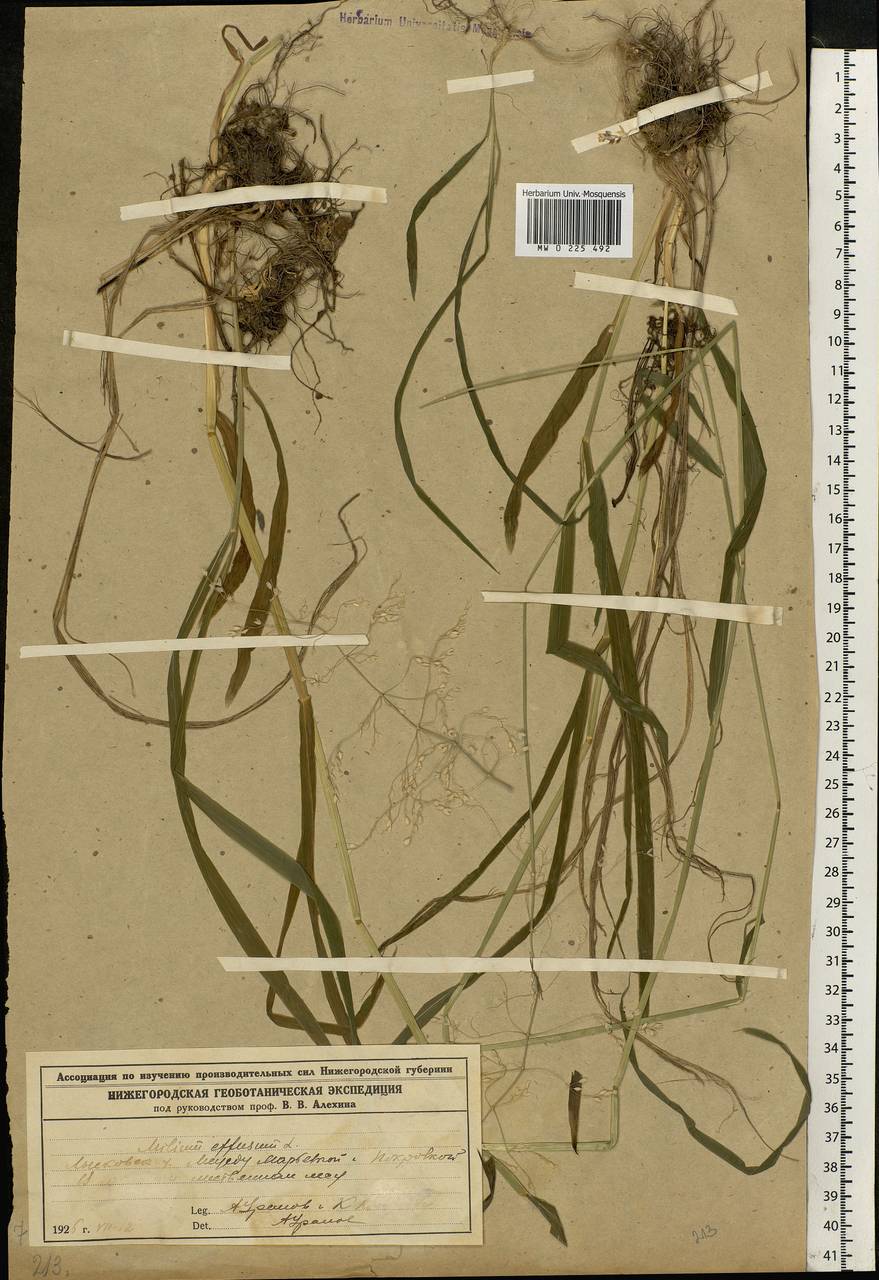 Milium effusum L., Eastern Europe, Volga-Kama region (E7) (Russia)