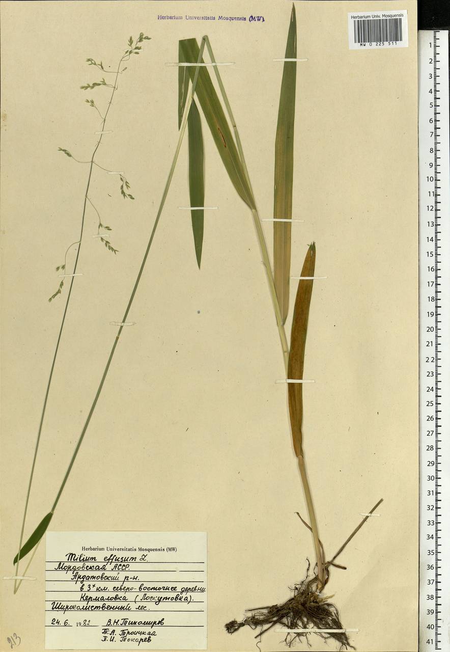 Milium effusum L., Eastern Europe, Middle Volga region (E8) (Russia)