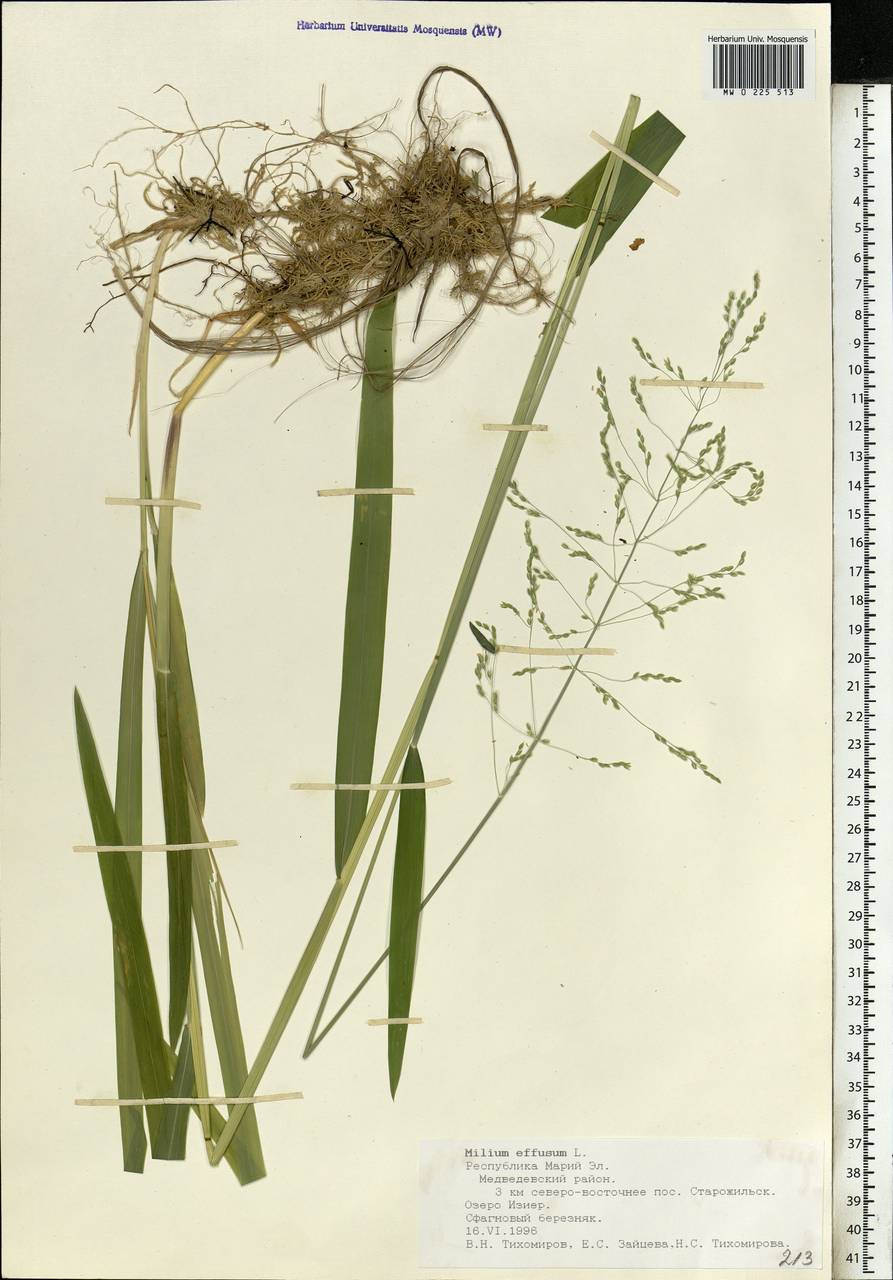 Milium effusum L., Eastern Europe, Middle Volga region (E8) (Russia)