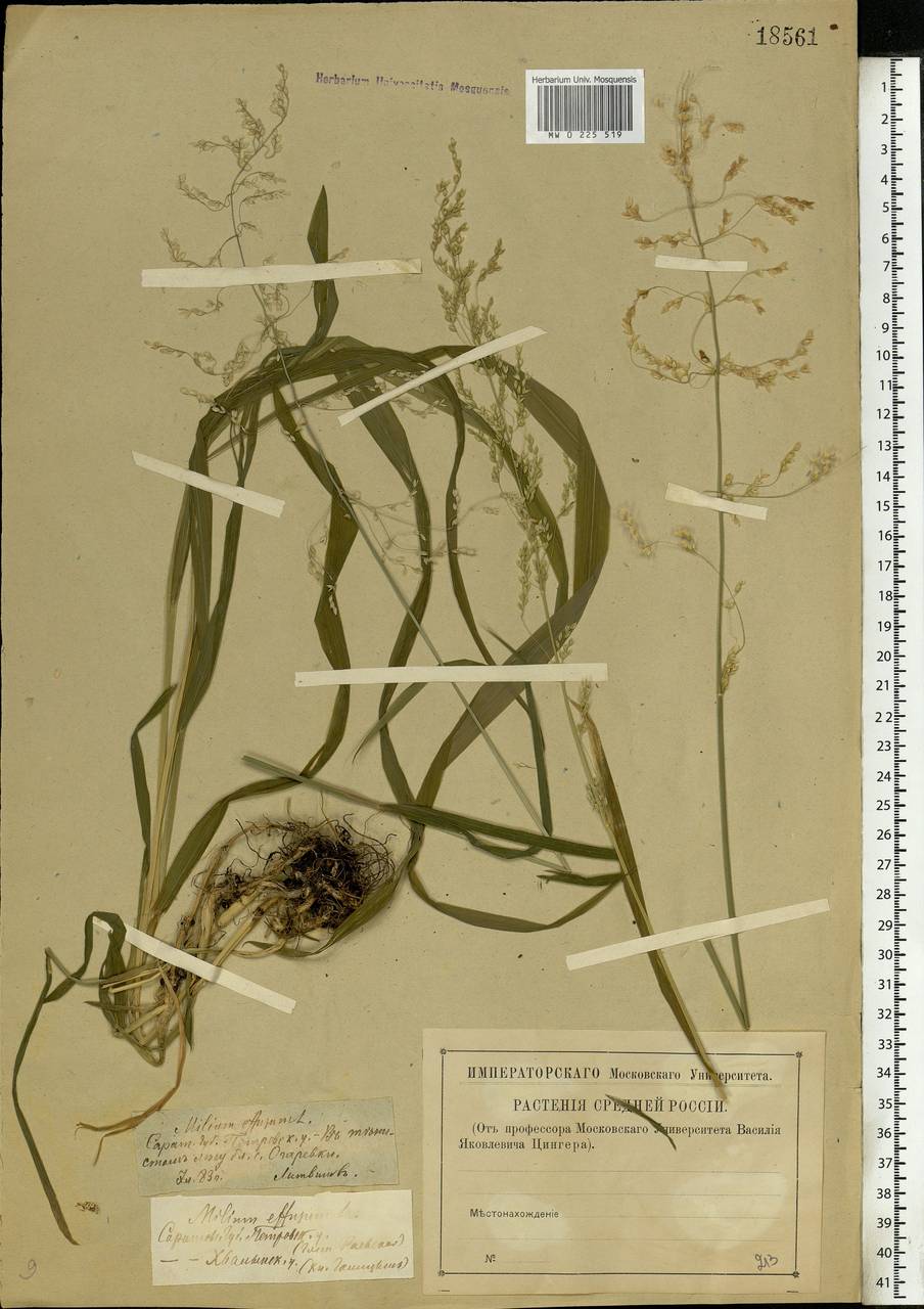 Milium effusum L., Eastern Europe, Middle Volga region (E8) (Russia)