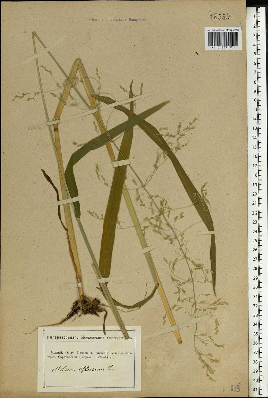 Milium effusum L., Eastern Europe, Lower Volga region (E9) (Russia)