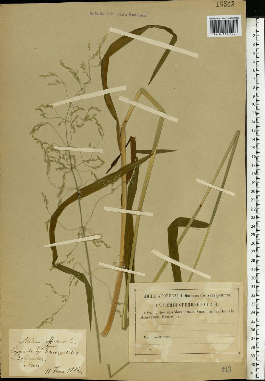 Milium effusum L., Eastern Europe, Middle Volga region (E8) (Russia)