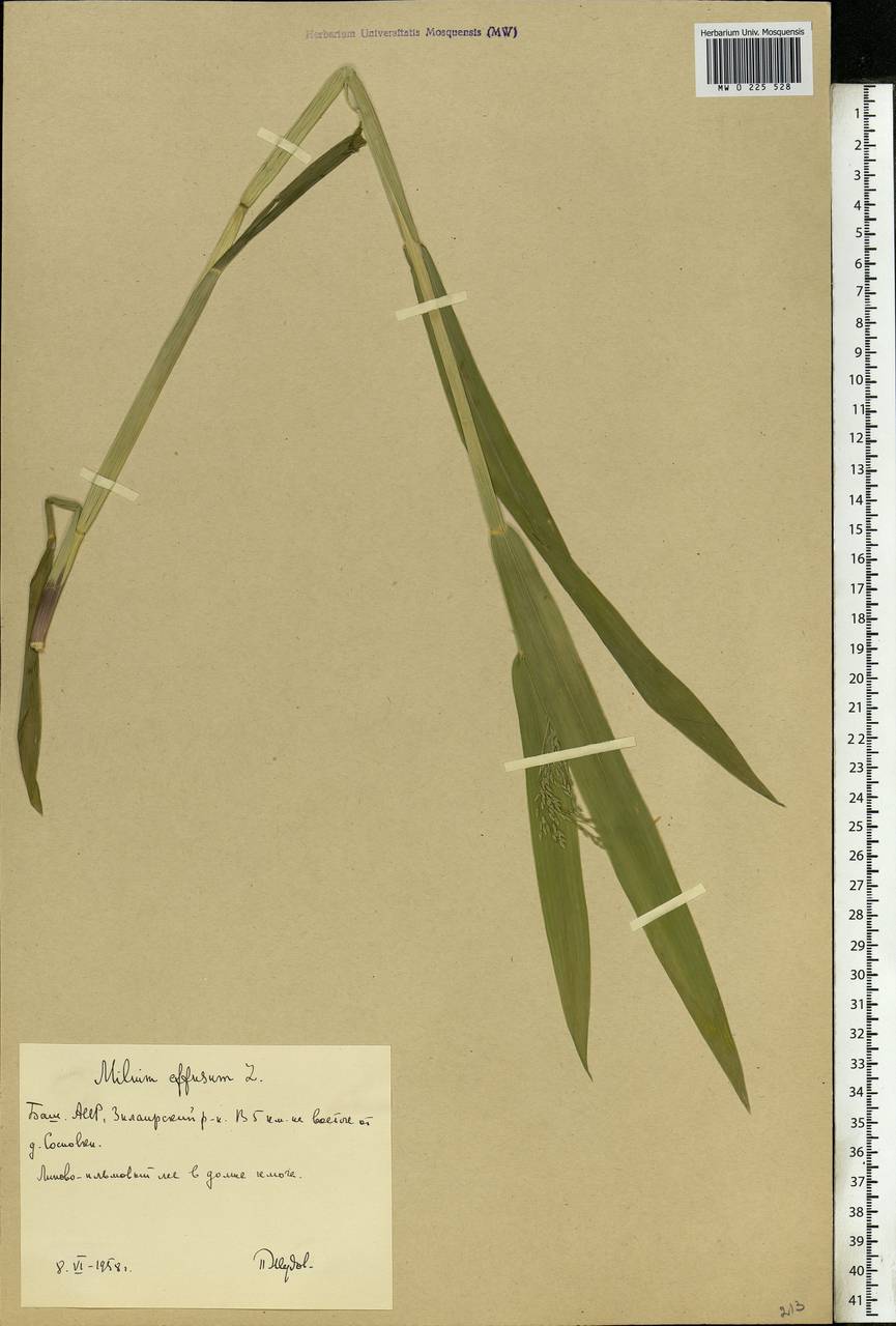 Milium effusum L., Eastern Europe, Eastern region (E10) (Russia)