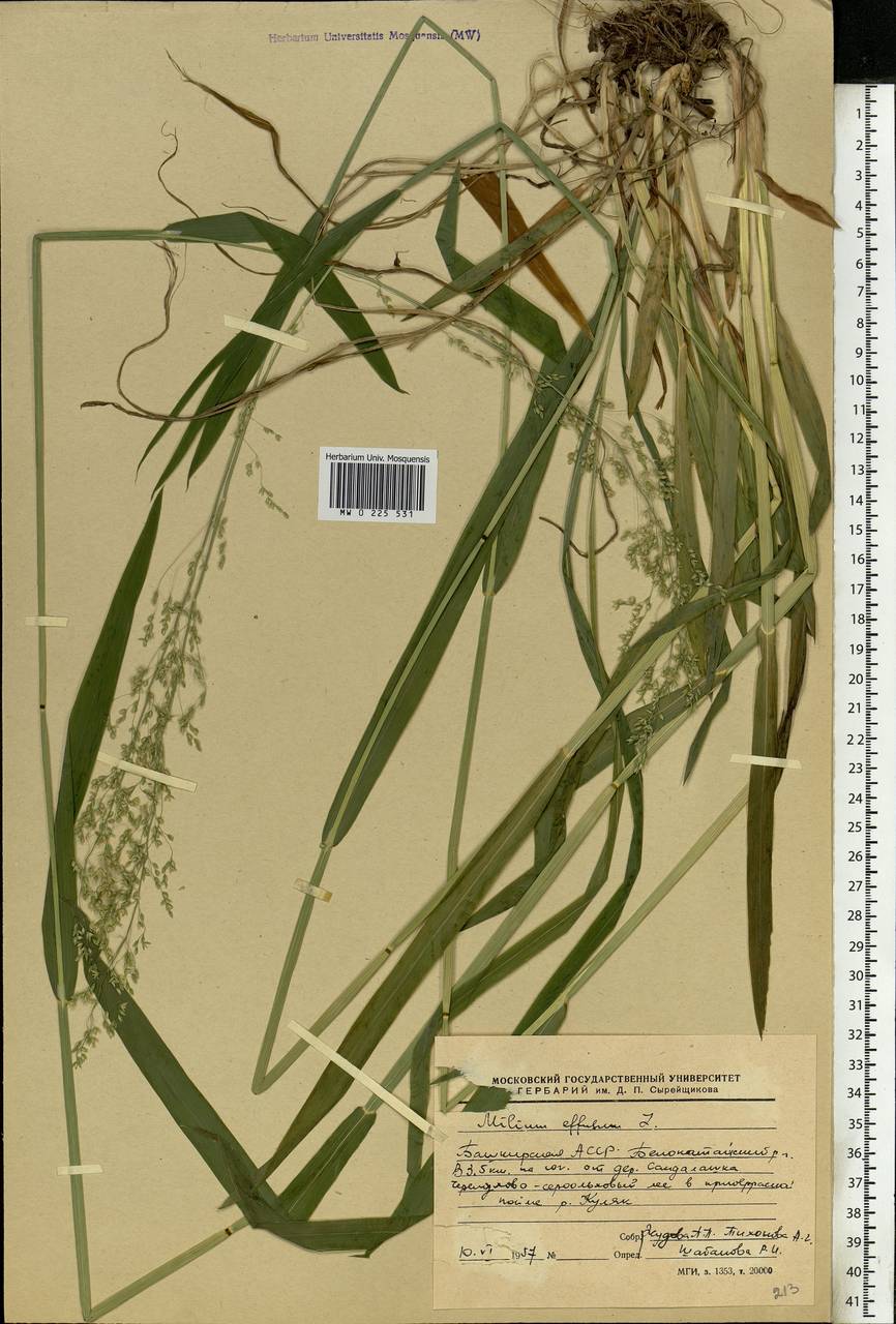 Milium effusum L., Eastern Europe, Eastern region (E10) (Russia)