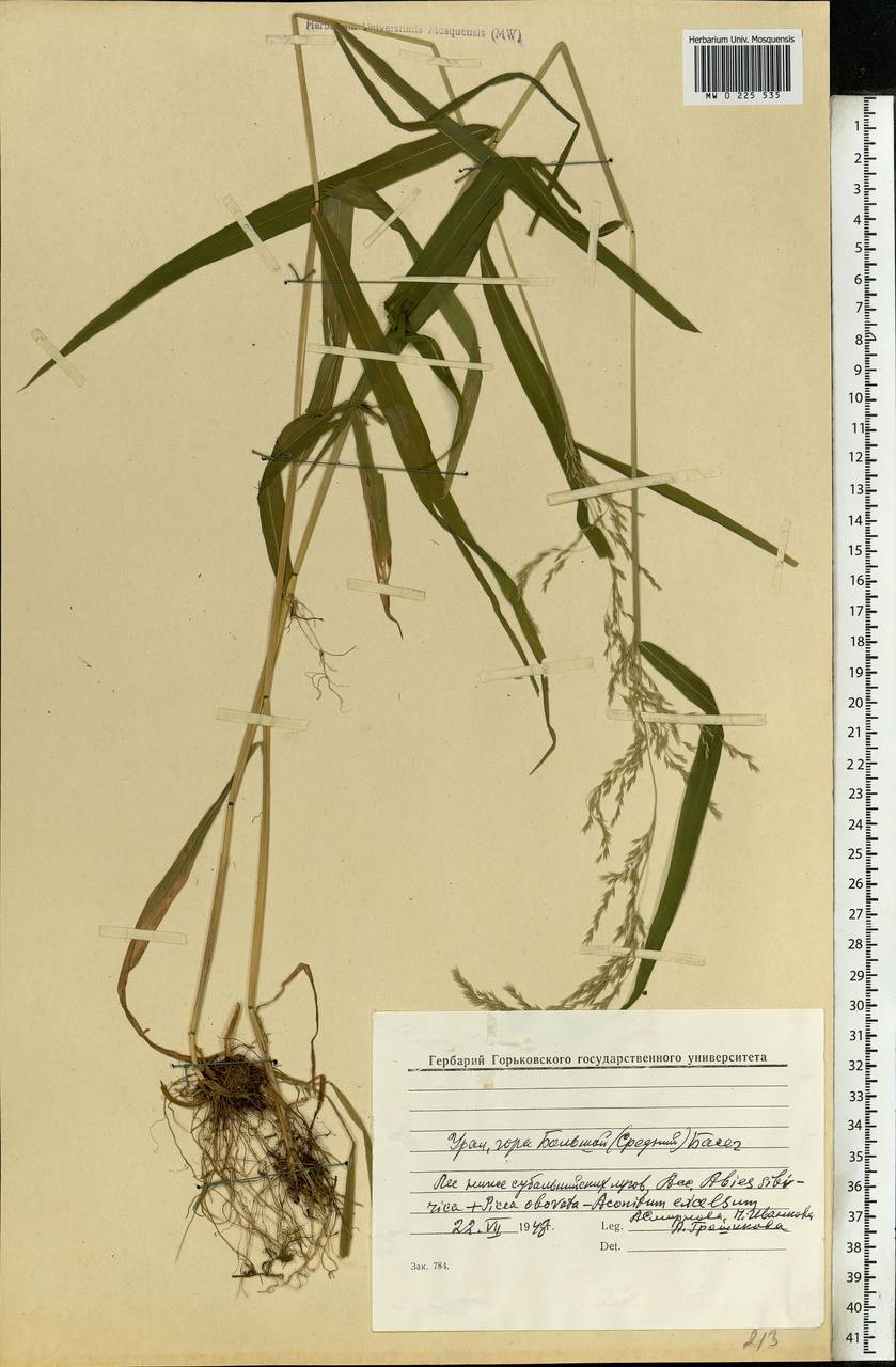 Milium effusum L., Eastern Europe, Eastern region (E10) (Russia)