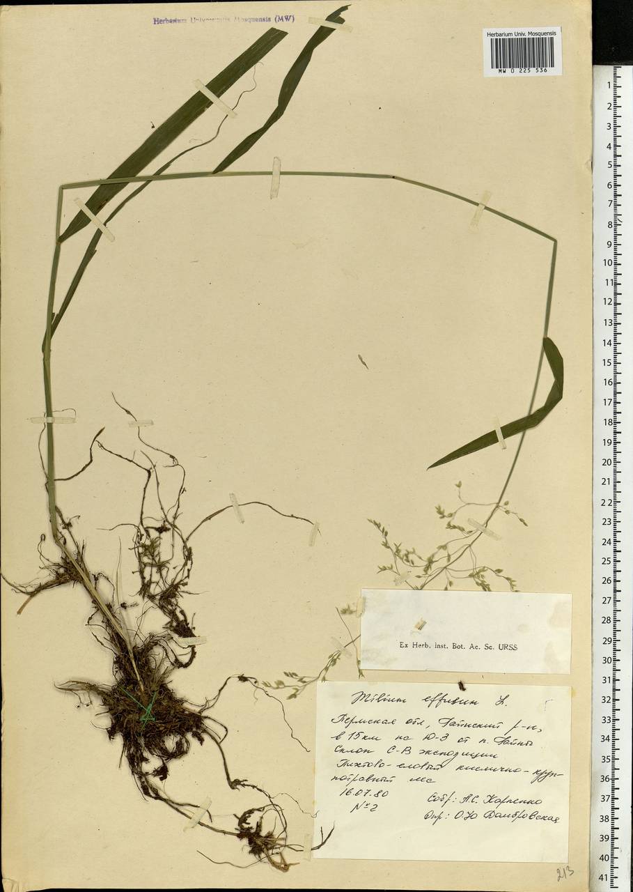 Milium effusum L., Eastern Europe, Eastern region (E10) (Russia)