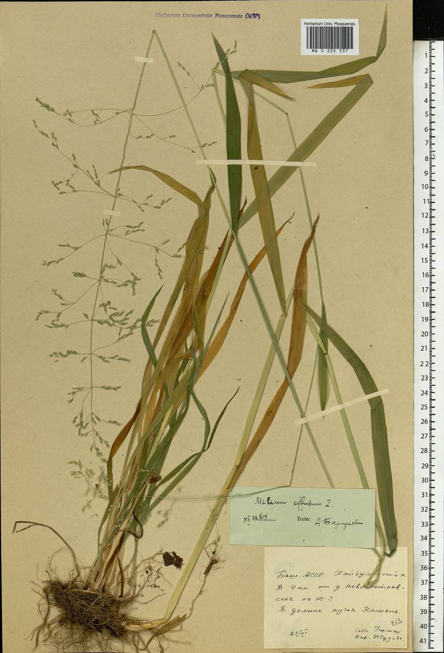 Milium effusum L., Eastern Europe, Eastern region (E10) (Russia)