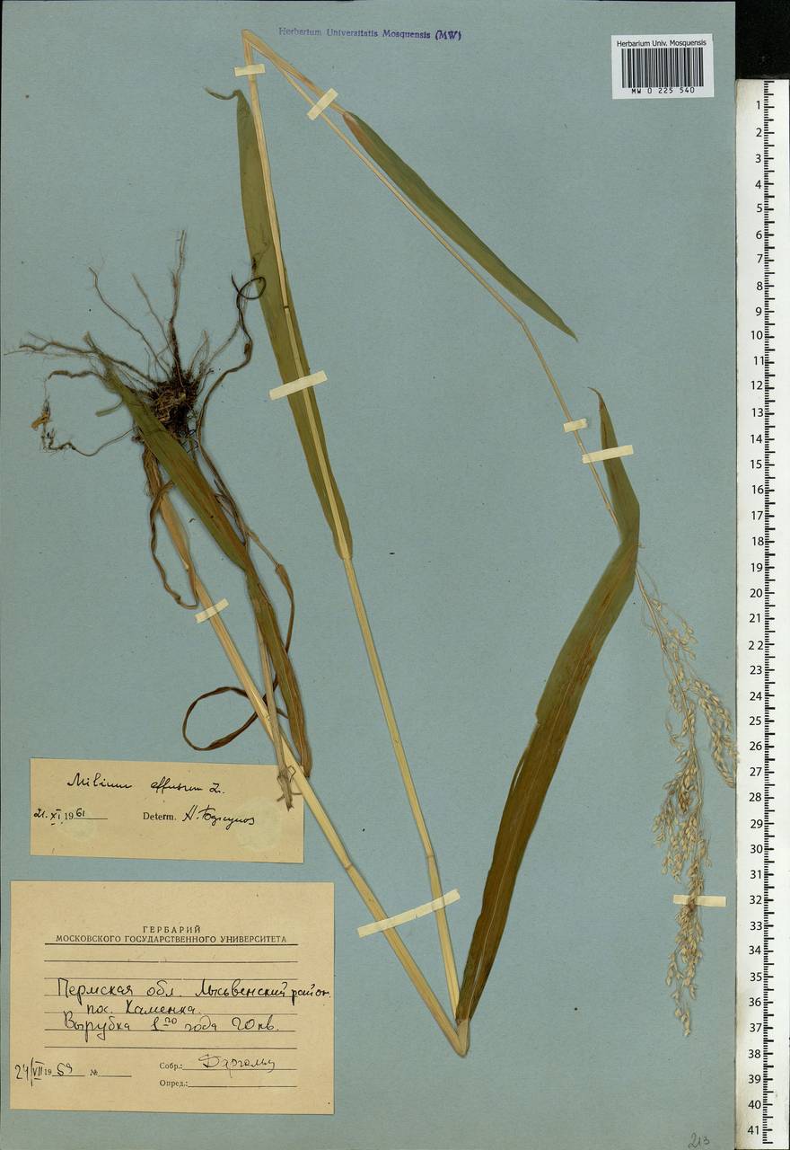 Milium effusum L., Eastern Europe, Eastern region (E10) (Russia)