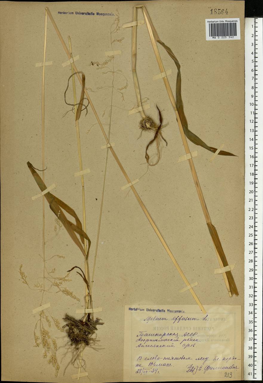 Milium effusum L., Eastern Europe, Eastern region (E10) (Russia)