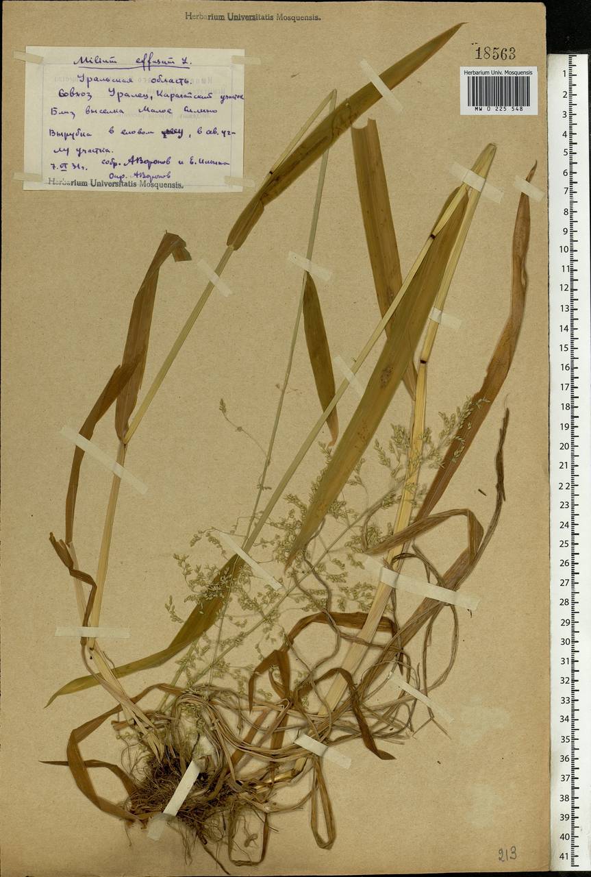 Milium effusum L., Eastern Europe, Eastern region (E10) (Russia)