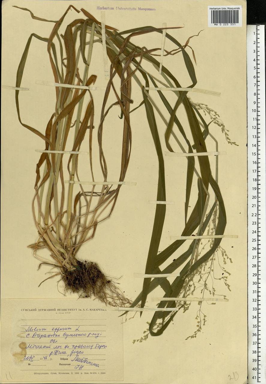 Milium effusum L., Eastern Europe, North Ukrainian region (E11) (Ukraine)