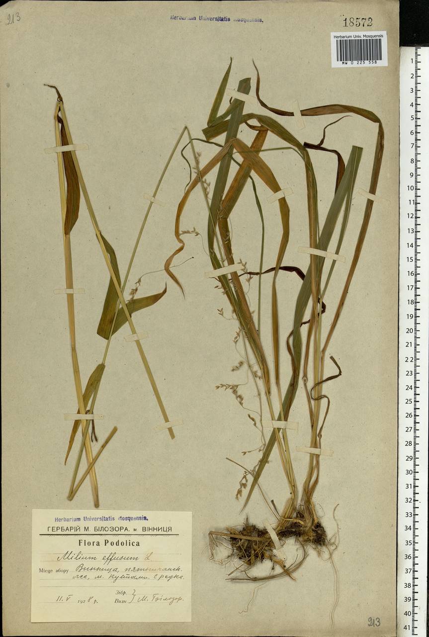 Milium effusum L., Eastern Europe, South Ukrainian region (E12) (Ukraine)