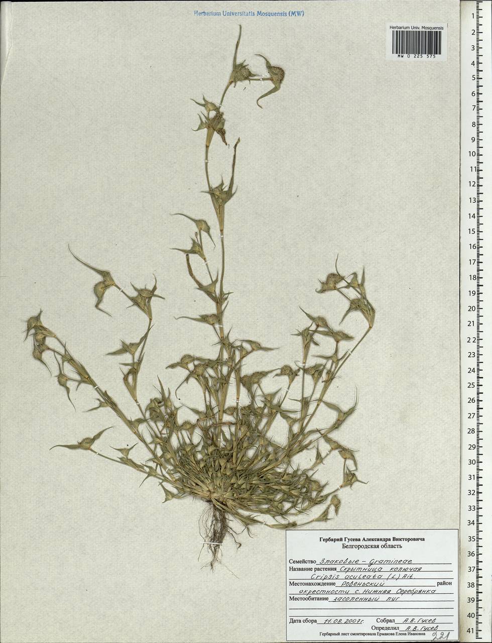 Sporobolus aculeatus (L.) P.M.Peterson, Eastern Europe, Central forest-and-steppe region (E6) (Russia)