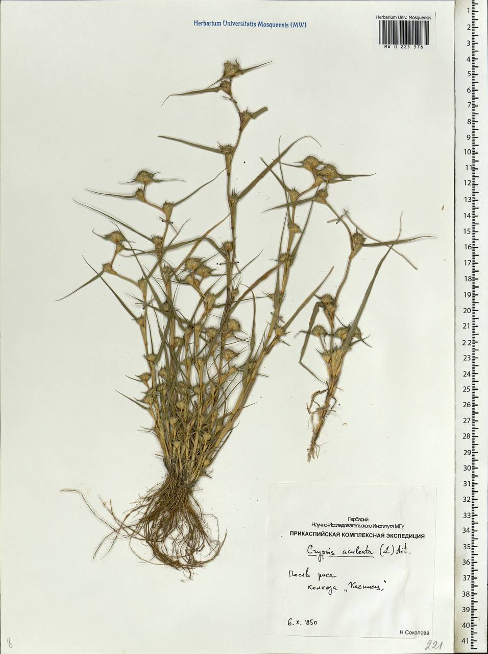 Sporobolus aculeatus (L.) P.M.Peterson, Eastern Europe, Lower Volga region (E9) (Russia)