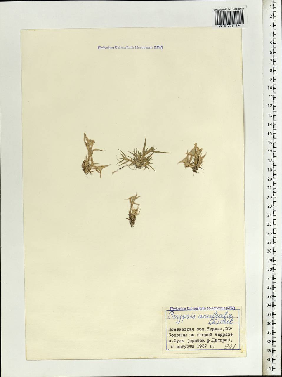 Sporobolus aculeatus (L.) P.M.Peterson, Eastern Europe, North Ukrainian region (E11) (Ukraine)