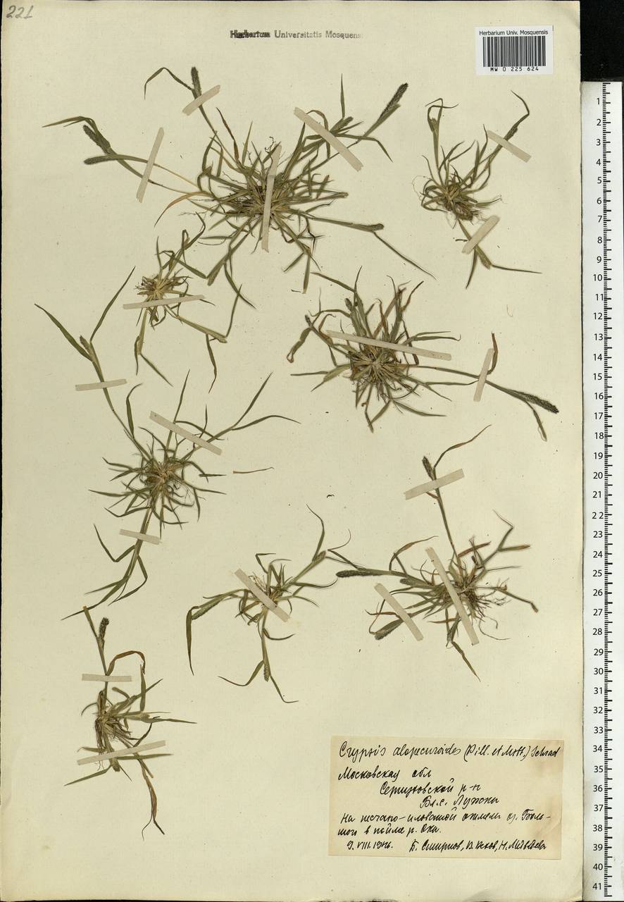 Sporobolus alopecuroides (Piller & Mitterp.) P.M.Peterson, Eastern Europe, Moscow region (E4a) (Russia)