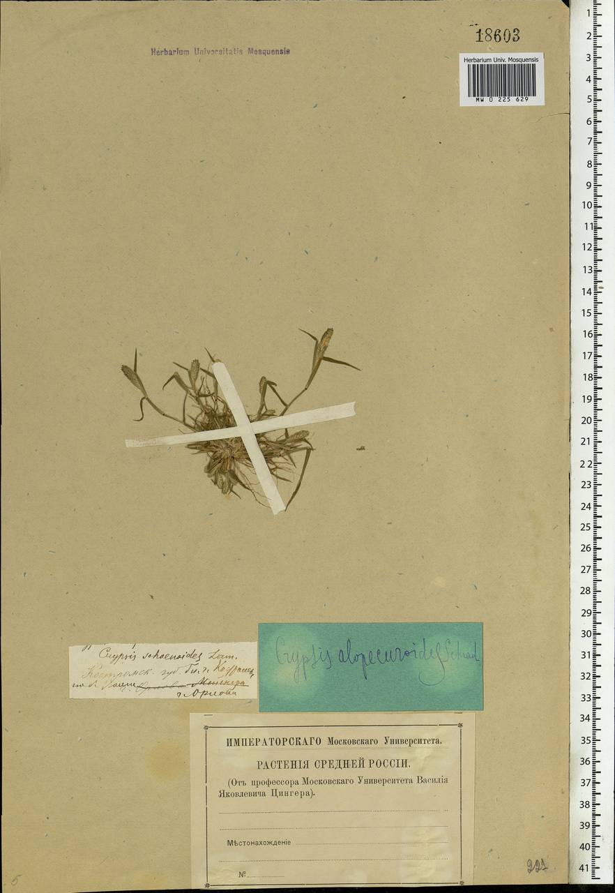 Sporobolus alopecuroides (Piller & Mitterp.) P.M.Peterson, Eastern Europe, Central forest region (E5) (Russia)