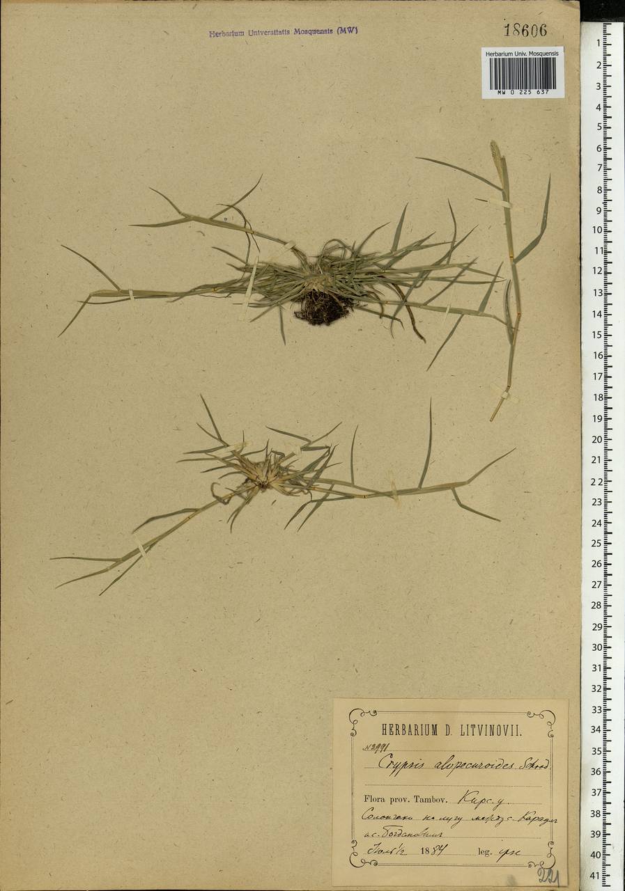 Sporobolus alopecuroides (Piller & Mitterp.) P.M.Peterson, Eastern Europe, Central forest-and-steppe region (E6) (Russia)