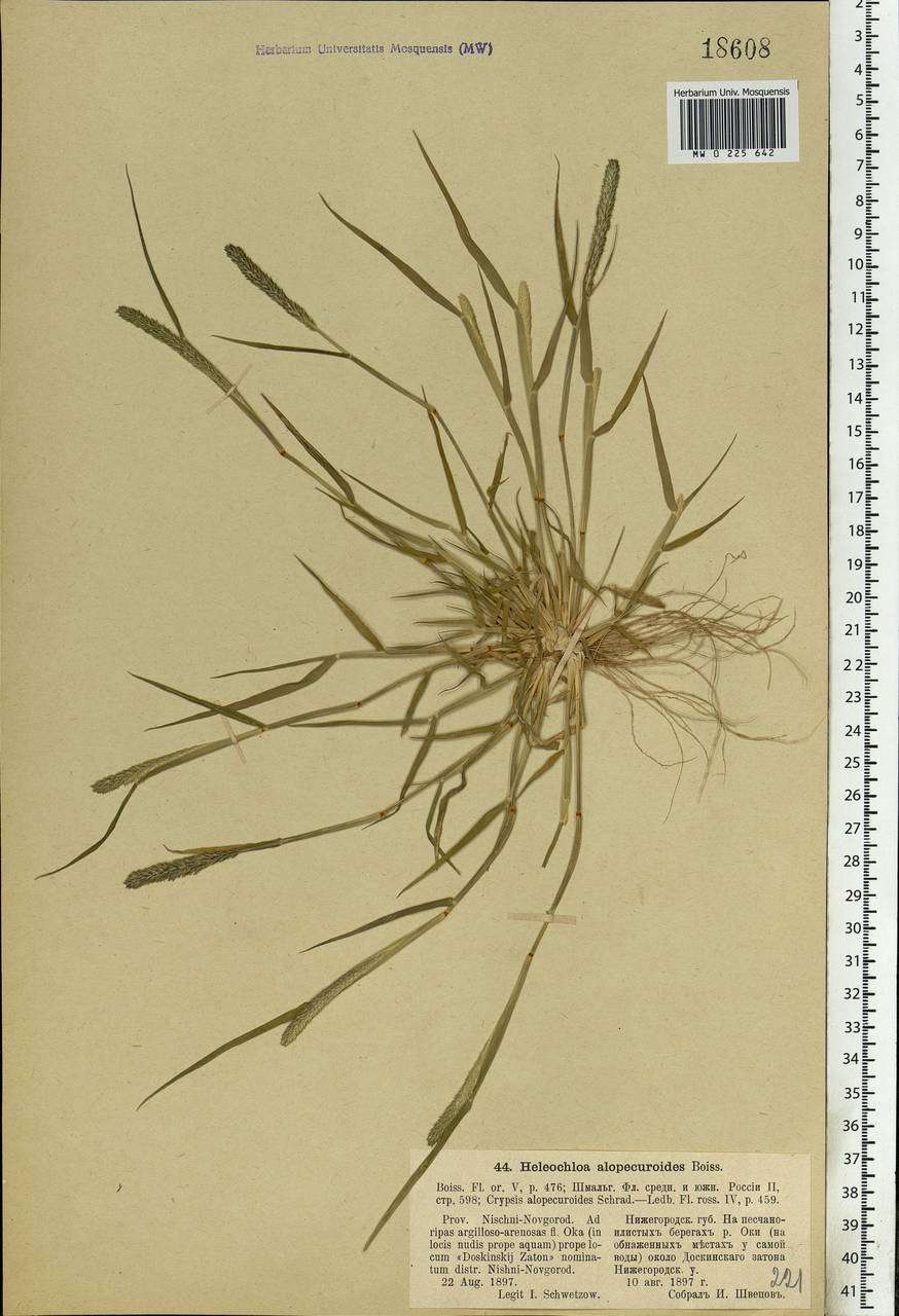 Sporobolus alopecuroides (Piller & Mitterp.) P.M.Peterson, Eastern Europe, Volga-Kama region (E7) (Russia)