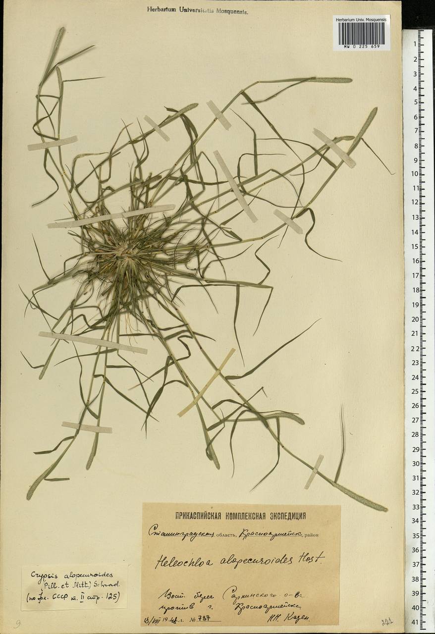 Sporobolus alopecuroides (Piller & Mitterp.) P.M.Peterson, Eastern Europe, Lower Volga region (E9) (Russia)