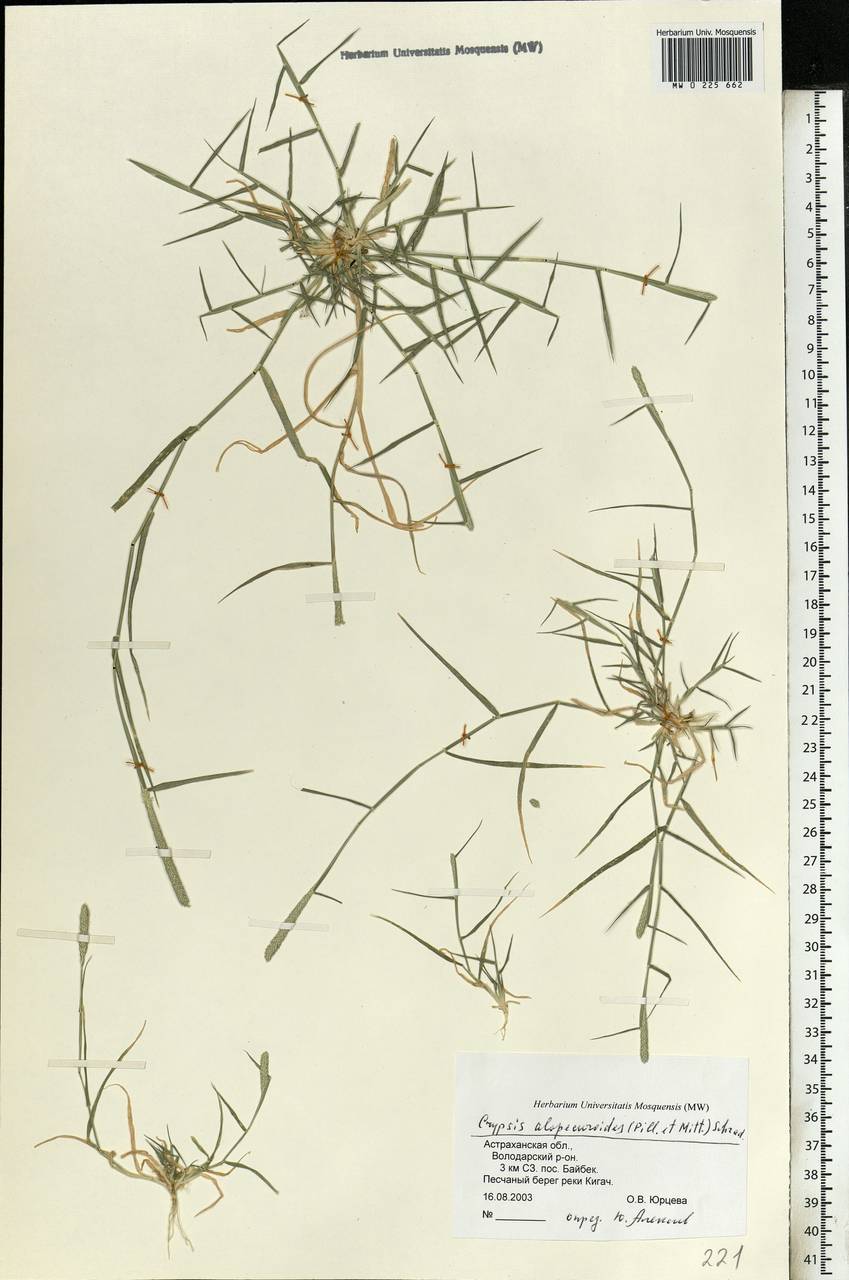Sporobolus alopecuroides (Piller & Mitterp.) P.M.Peterson, Eastern Europe, Lower Volga region (E9) (Russia)
