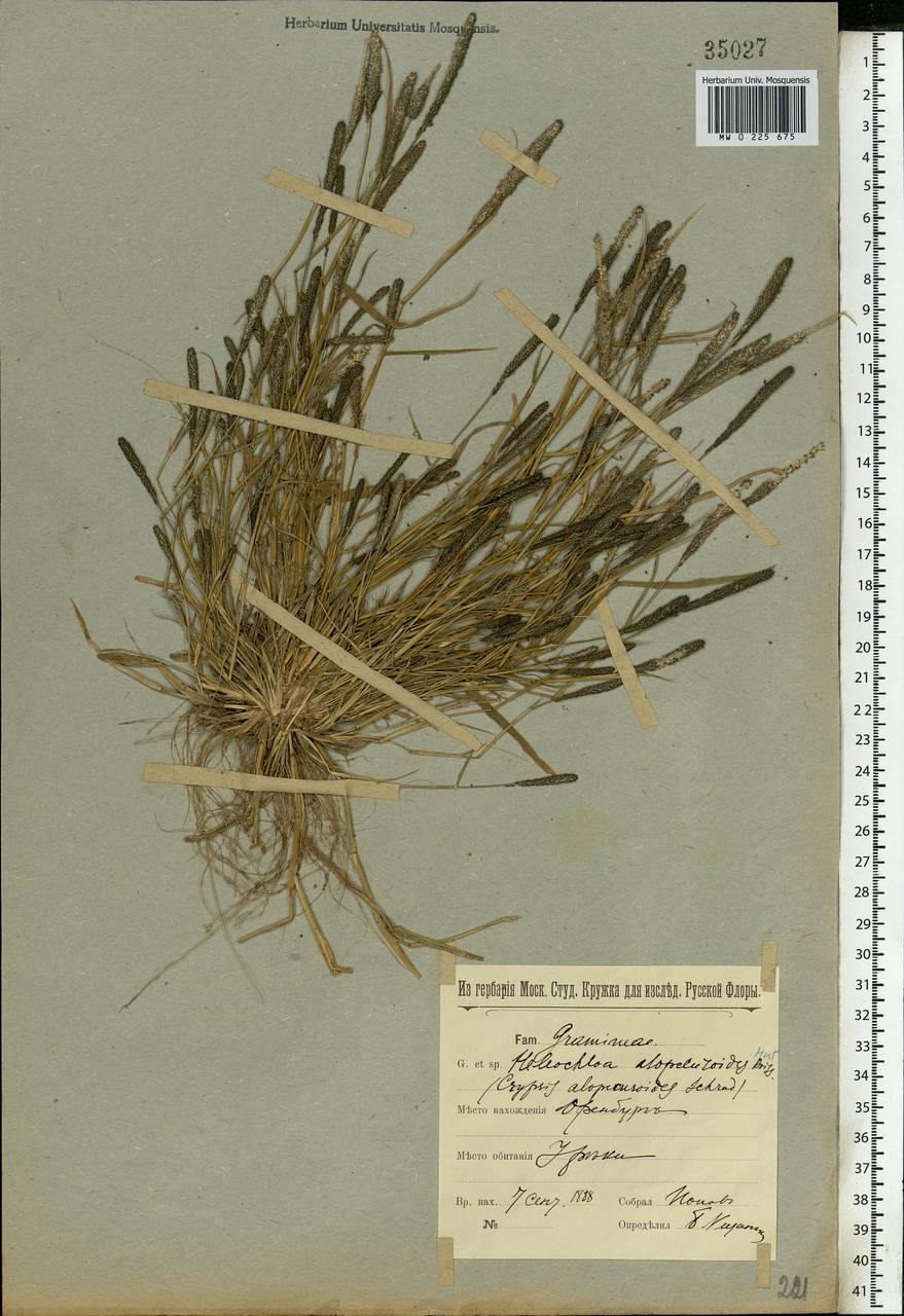 Sporobolus alopecuroides (Piller & Mitterp.) P.M.Peterson, Eastern Europe, Eastern region (E10) (Russia)