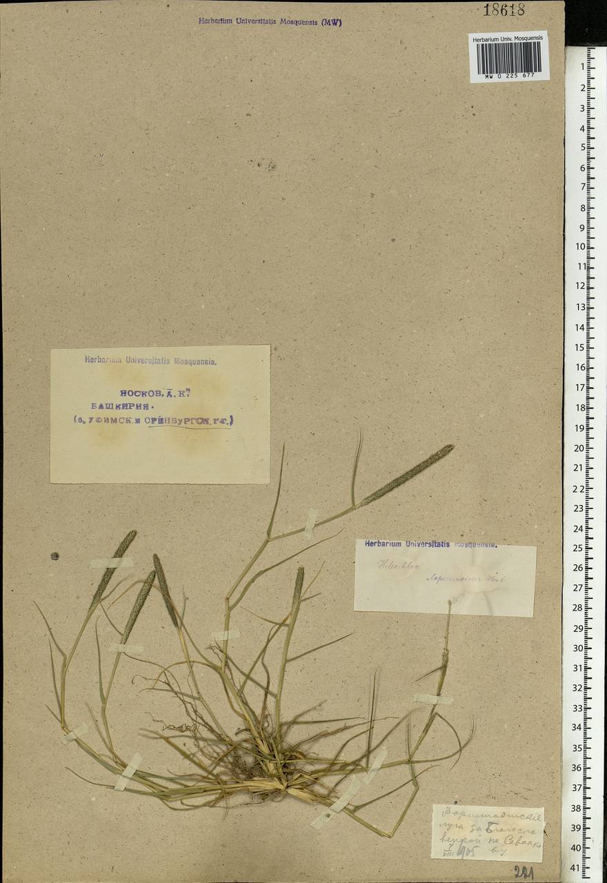 Sporobolus alopecuroides (Piller & Mitterp.) P.M.Peterson, Eastern Europe, Eastern region (E10) (Russia)