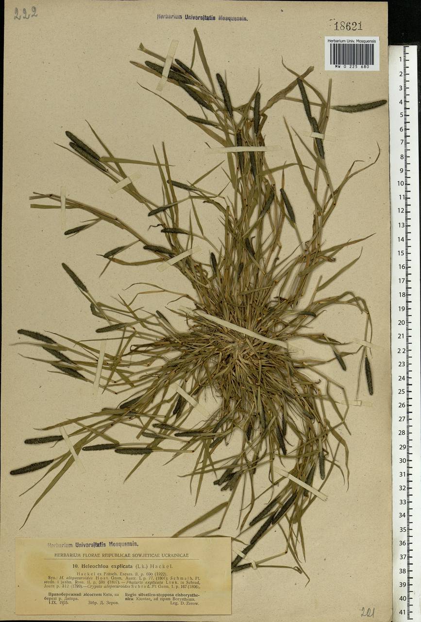 Sporobolus alopecuroides (Piller & Mitterp.) P.M.Peterson, Eastern Europe, North Ukrainian region (E11) (Ukraine)