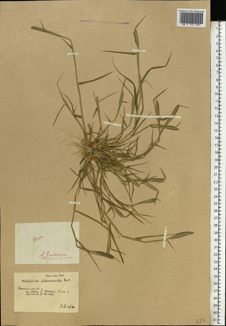 Sporobolus alopecuroides (Piller & Mitterp.) P.M.Peterson, Eastern Europe, South Ukrainian region (E12) (Ukraine)