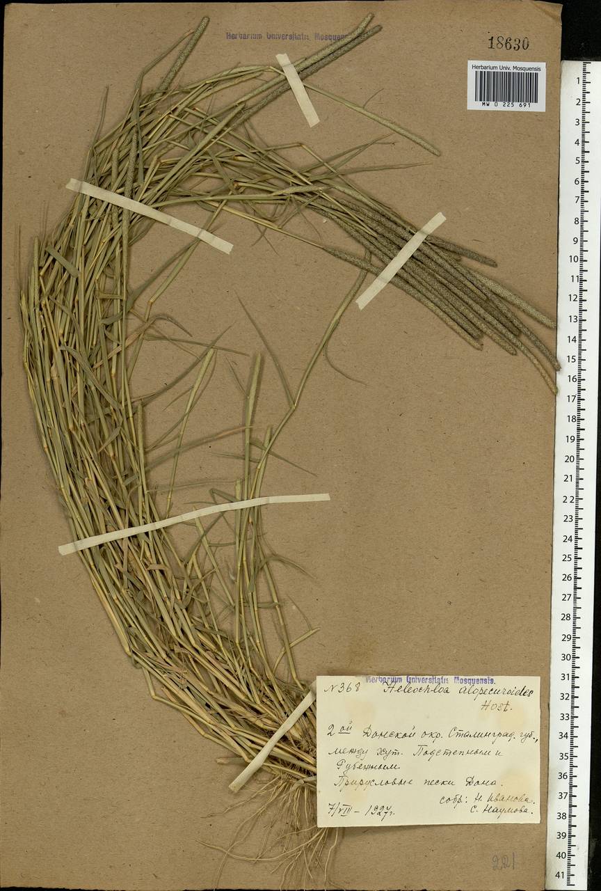 Sporobolus alopecuroides (Piller & Mitterp.) P.M.Peterson, Eastern Europe, Lower Volga region (E9) (Russia)