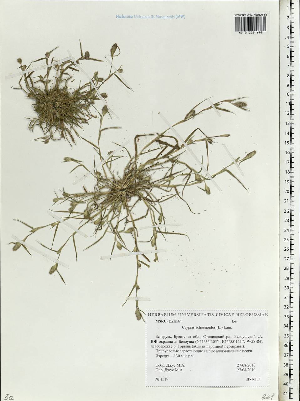 Sporobolus schoenoides (L.) P.M.Peterson, Eastern Europe, Belarus (E3a) (Belarus)