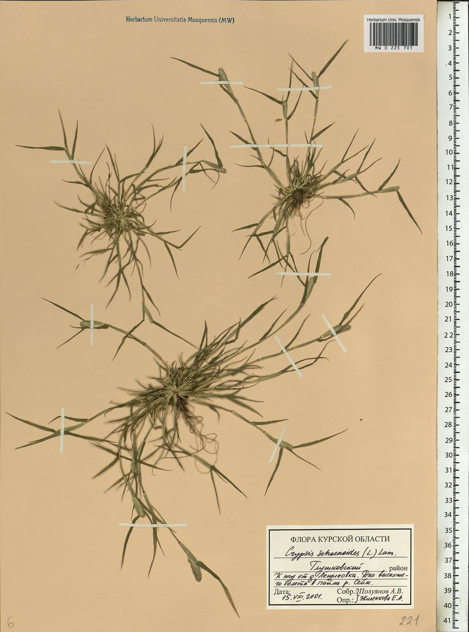 Sporobolus schoenoides (L.) P.M.Peterson, Eastern Europe, Central forest-and-steppe region (E6) (Russia)