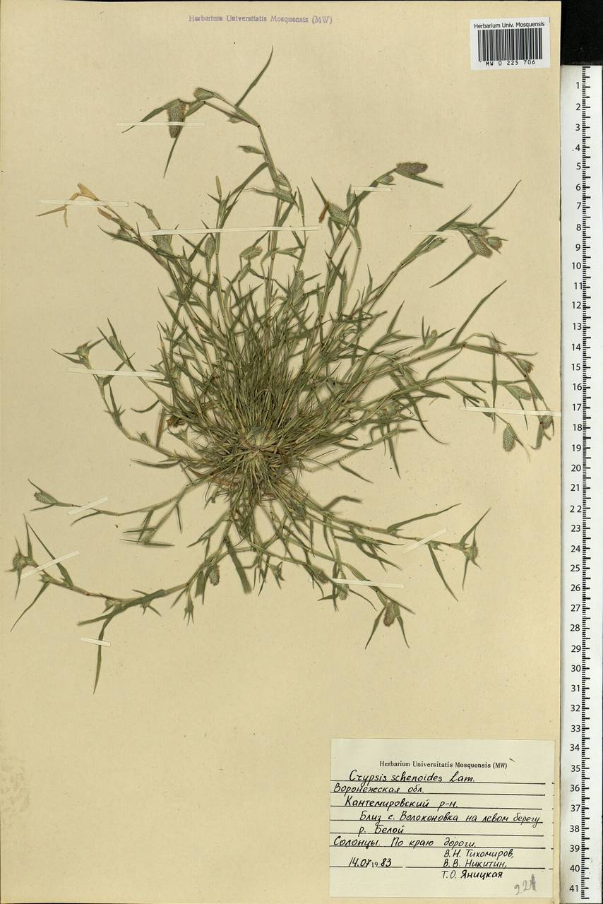 Sporobolus schoenoides (L.) P.M.Peterson, Eastern Europe, Central forest-and-steppe region (E6) (Russia)