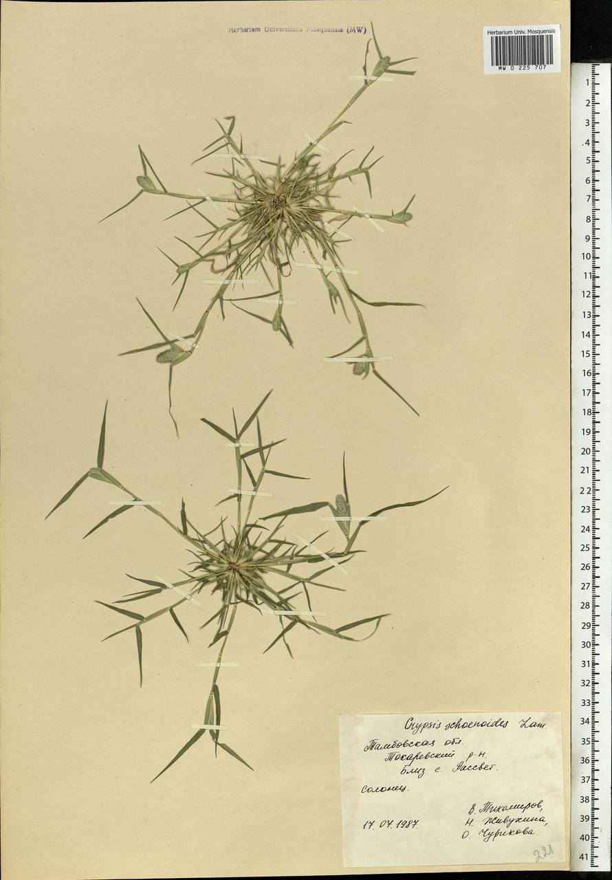 Sporobolus schoenoides (L.) P.M.Peterson, Eastern Europe, Central forest-and-steppe region (E6) (Russia)