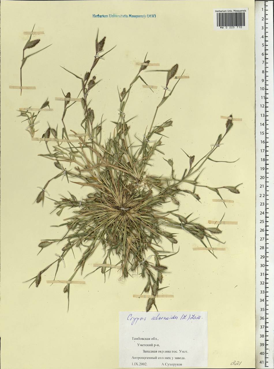 Sporobolus schoenoides (L.) P.M.Peterson, Eastern Europe, Central forest-and-steppe region (E6) (Russia)